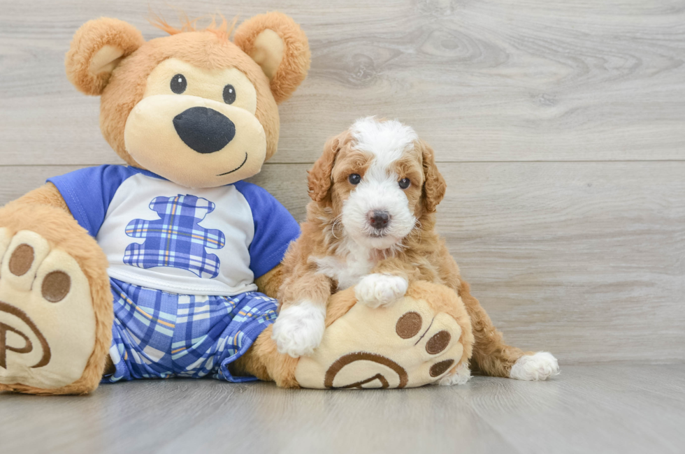 5 week old Poodle Puppy For Sale - Simply Southern Pups