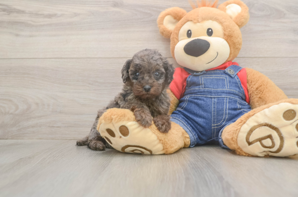 6 week old Poodle Puppy For Sale - Simply Southern Pups