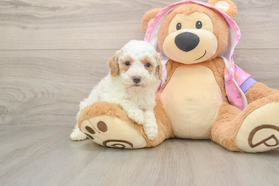 Funny Poodle Purebred Pup