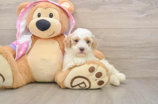 Funny Poodle Purebred Pup