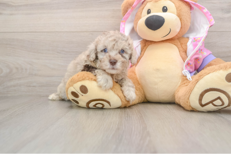 Hypoallergenic Poodle Purebred Pup
