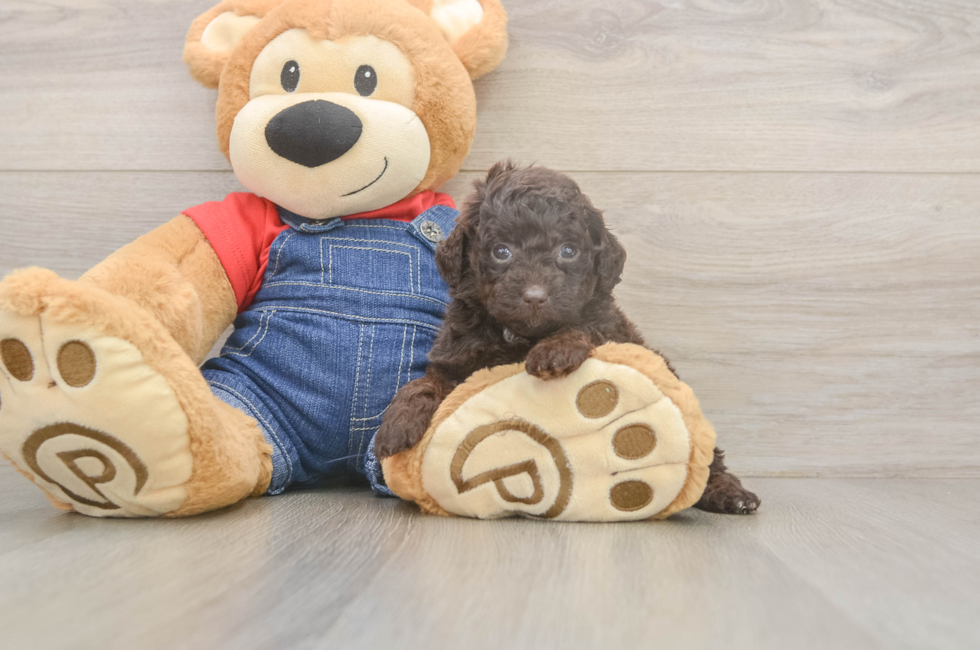 6 week old Poodle Puppy For Sale - Simply Southern Pups