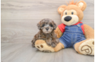 Poodle Puppy for Adoption