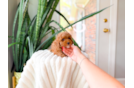 Cute Poodle Baby