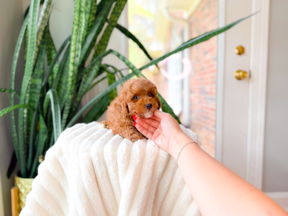 Cute Poodle Baby
