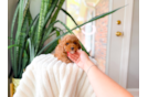 Cute Pudle Purebred Puppy