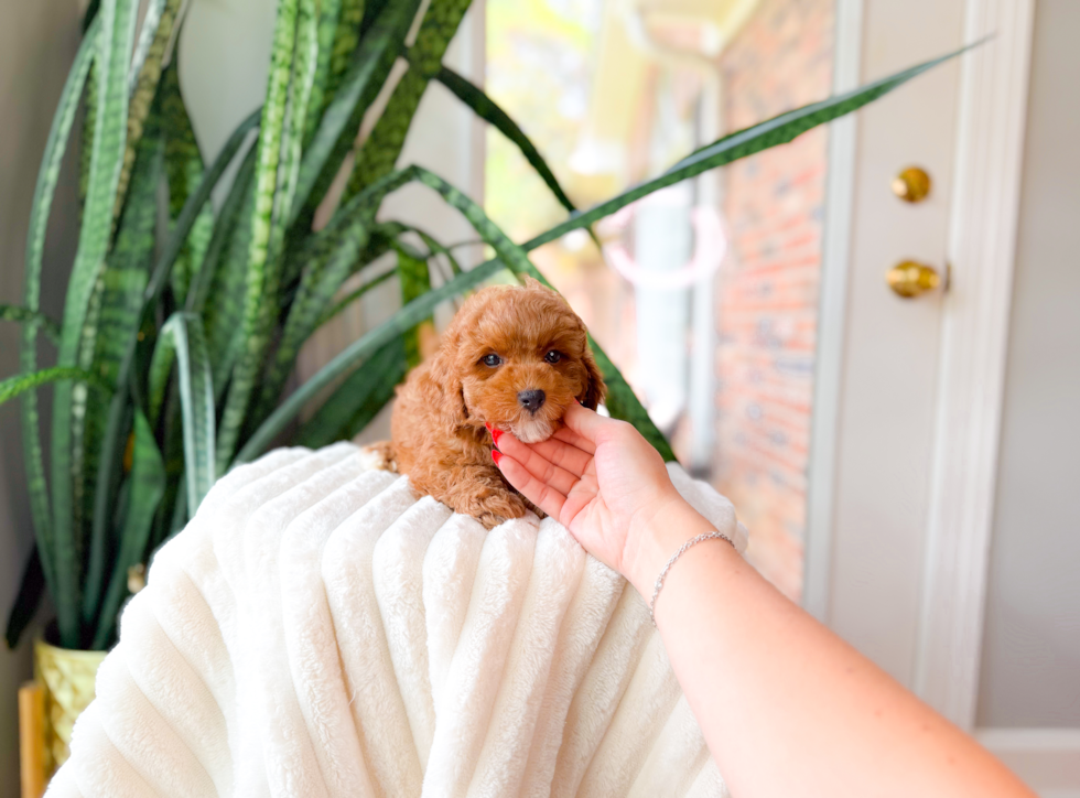 Cute Pudle Purebred Puppy