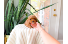 Poodle Pup Being Cute