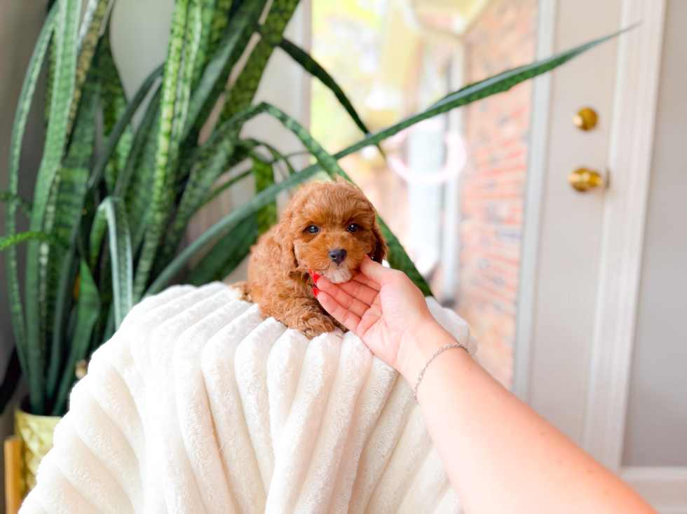 Poodle Pup Being Cute