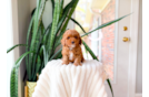 Cute Caniche Purebred Puppy