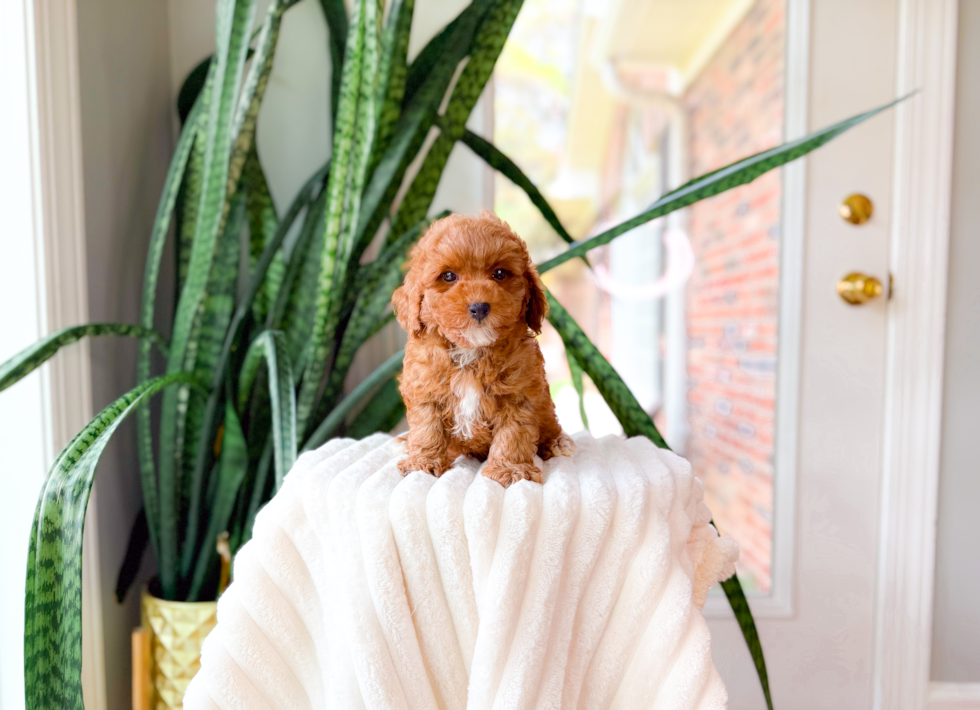 Cute Caniche Purebred Puppy