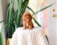 10 week old Poodle Puppy For Sale - Simply Southern Pups
