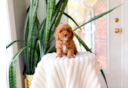 Cute Poodle Baby