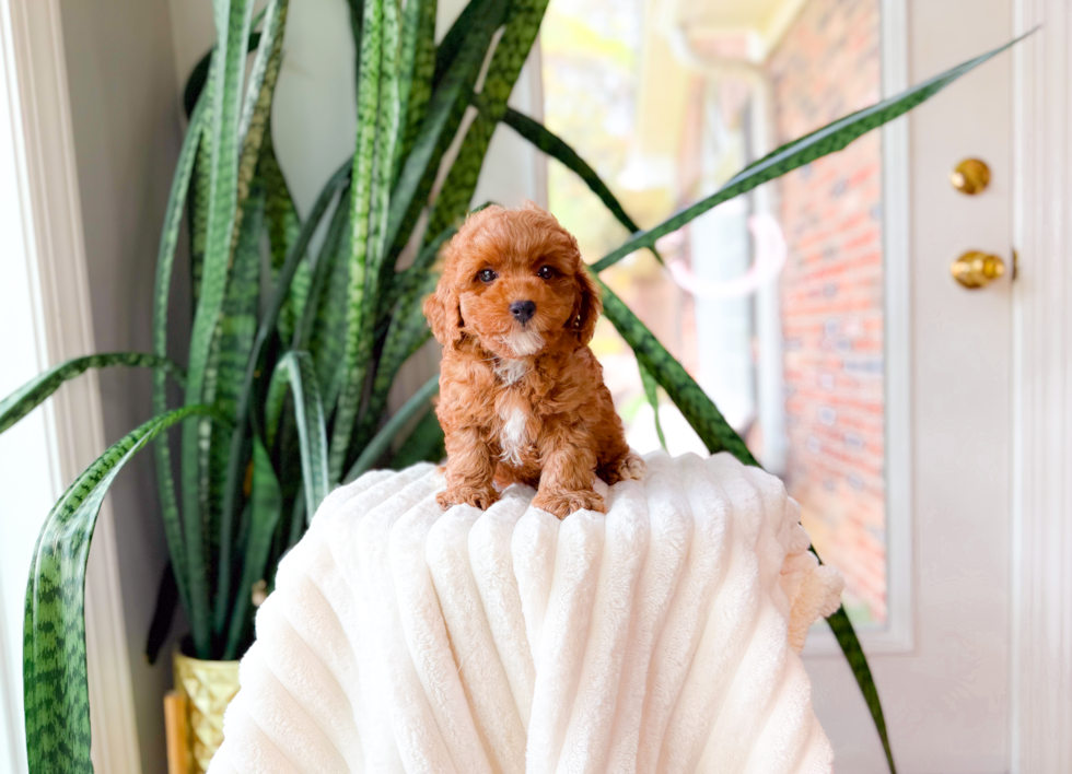 Cute Poodle Baby