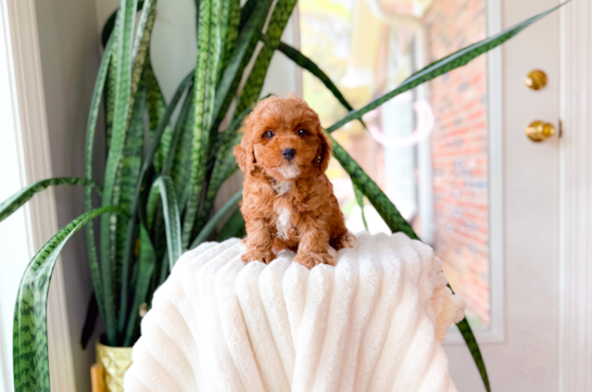 Cute Poodle Baby