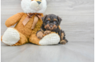 Small Poodle Baby