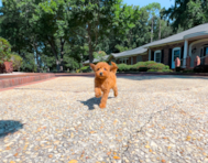 9 week old Poodle Puppy For Sale - Simply Southern Pups