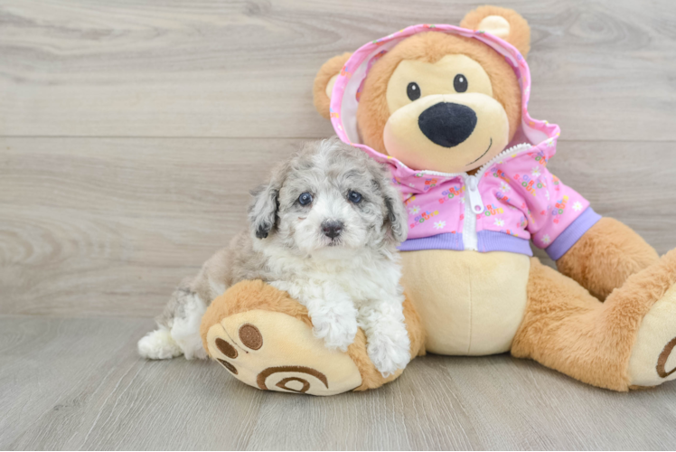 Poodle Pup Being Cute