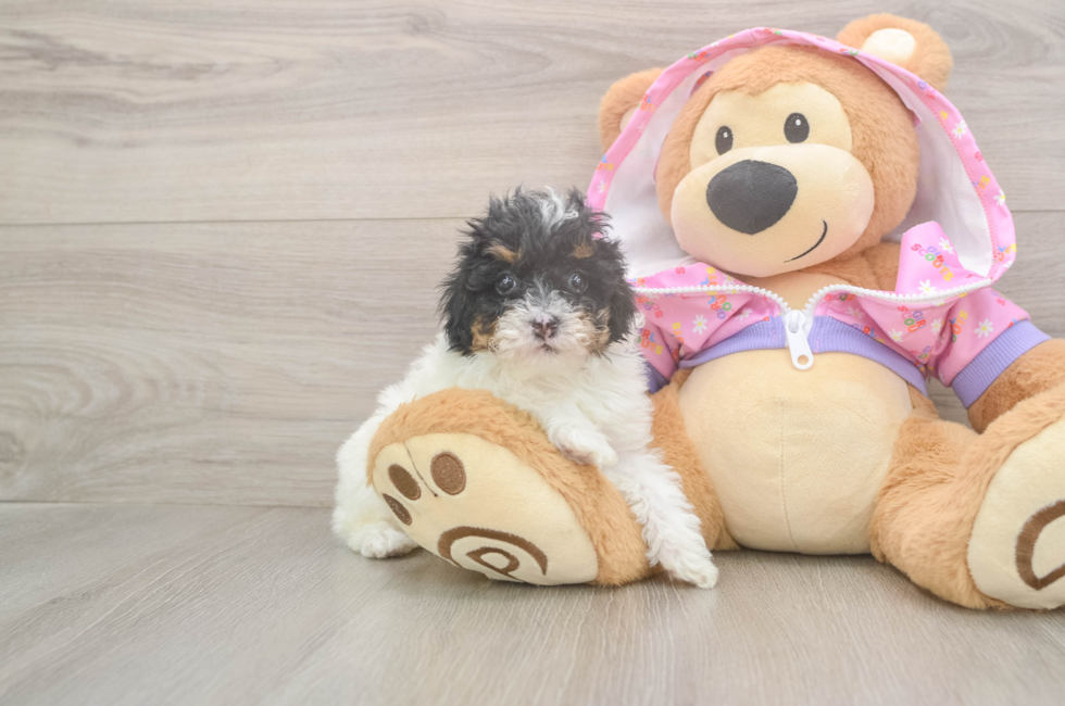 5 week old Poodle Puppy For Sale - Simply Southern Pups