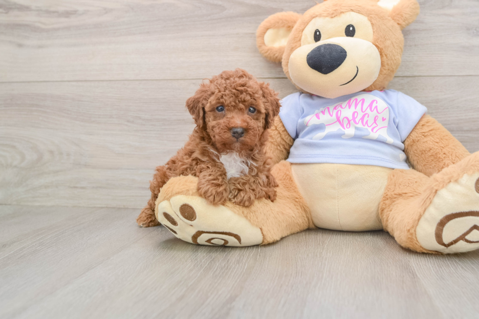 Funny Poodle Purebred Pup