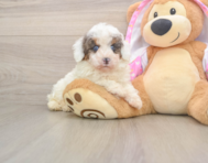 8 week old Poodle Puppy For Sale - Simply Southern Pups