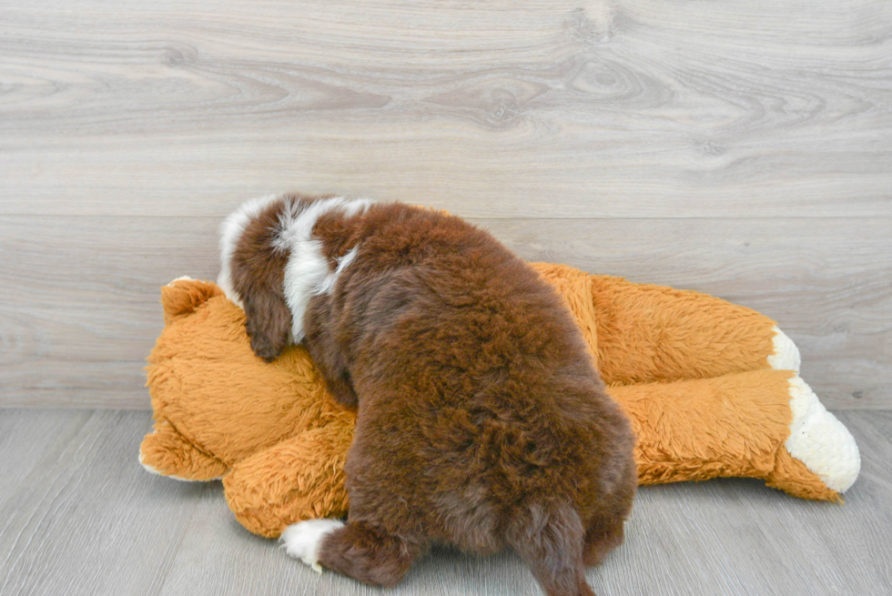 Popular Portuguese Water Dog Baby