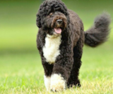 Portuguese Water Dog Puppies For Sale Simply Southern Pups