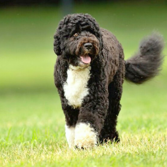 Portuguese Water Dog Puppies For Sale - Simply Southern Pups