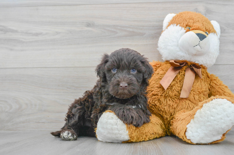 7 week old Portuguese Water Dog Puppy For Sale - Simply Southern Pups