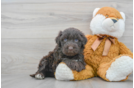 Portuguese Water Dog Pup Being Cute