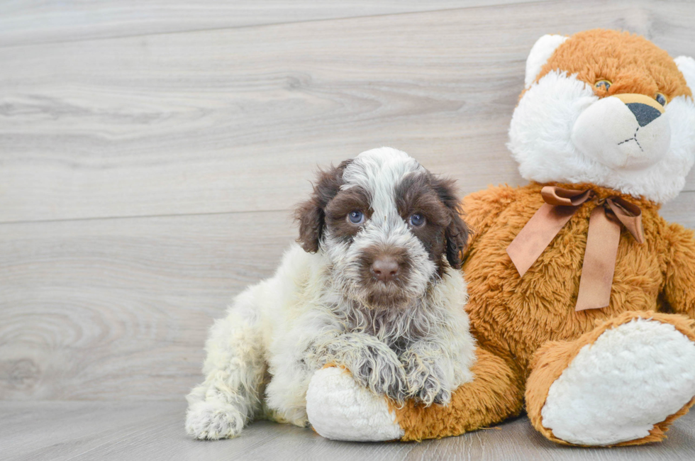 7 week old Portuguese Water Dog Puppy For Sale - Simply Southern Pups