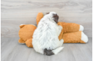Portuguese Water Dog Puppy for Adoption