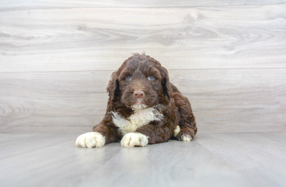 portuguese water dog brown