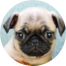 Pug Puppy For Sale - Simply Southern Pups