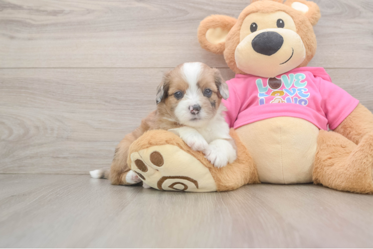 Cute Ausstzu Designer Puppy