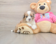 5 week old Saussie Puppy For Sale - Simply Southern Pups