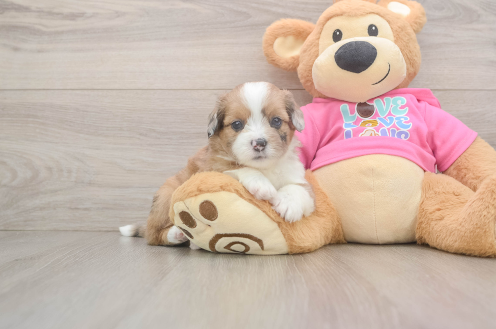 6 week old Saussie Puppy For Sale - Simply Southern Pups