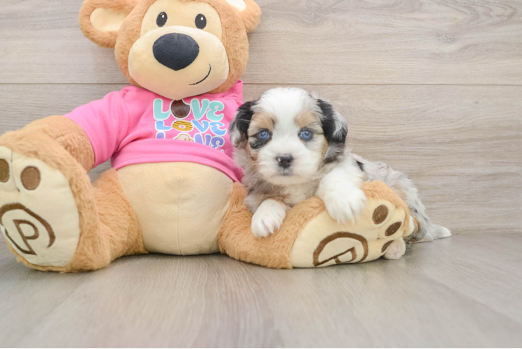 Cute Saussie Baby