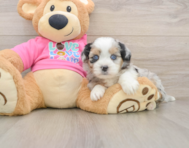 5 week old Saussie Puppy For Sale - Simply Southern Pups