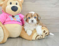 6 week old Saussie Puppy For Sale - Simply Southern Pups