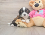 5 week old Saussie Puppy For Sale - Simply Southern Pups