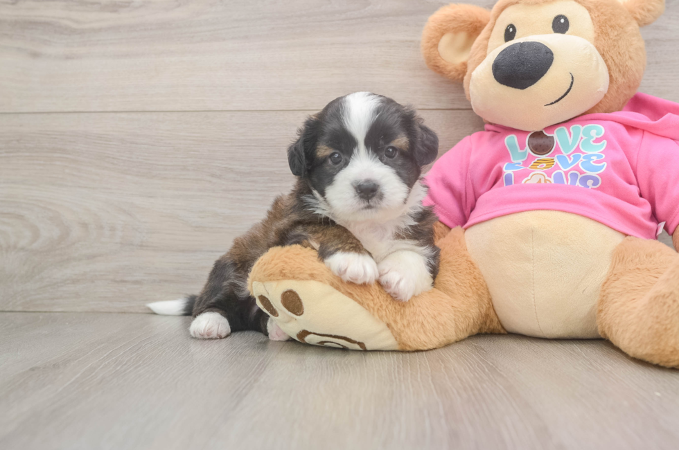 6 week old Saussie Puppy For Sale - Simply Southern Pups