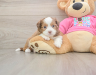 5 week old Saussie Puppy For Sale - Simply Southern Pups