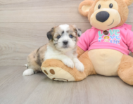 5 week old Saussie Puppy For Sale - Simply Southern Pups
