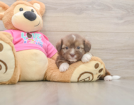 6 week old Saussie Puppy For Sale - Simply Southern Pups