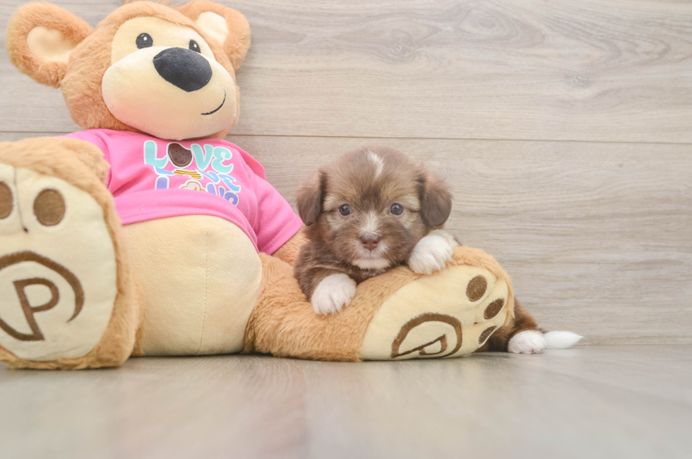6 week old Saussie Puppy For Sale - Simply Southern Pups