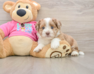 7 week old Saussie Puppy For Sale - Simply Southern Pups