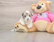5 week old Saussie Puppy For Sale - Simply Southern Pups