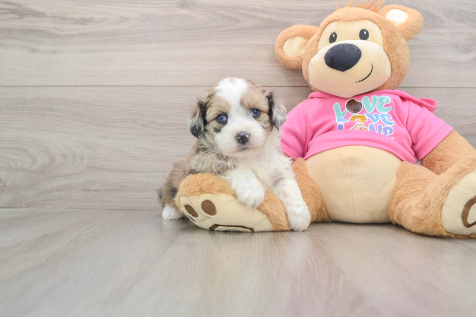 Cute Ausstzu Designer Puppy