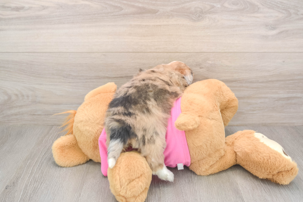 Cute Ausstzu Designer Puppy